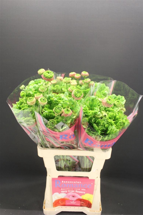 <h4>Ran Rom Crown Sisteron</h4>