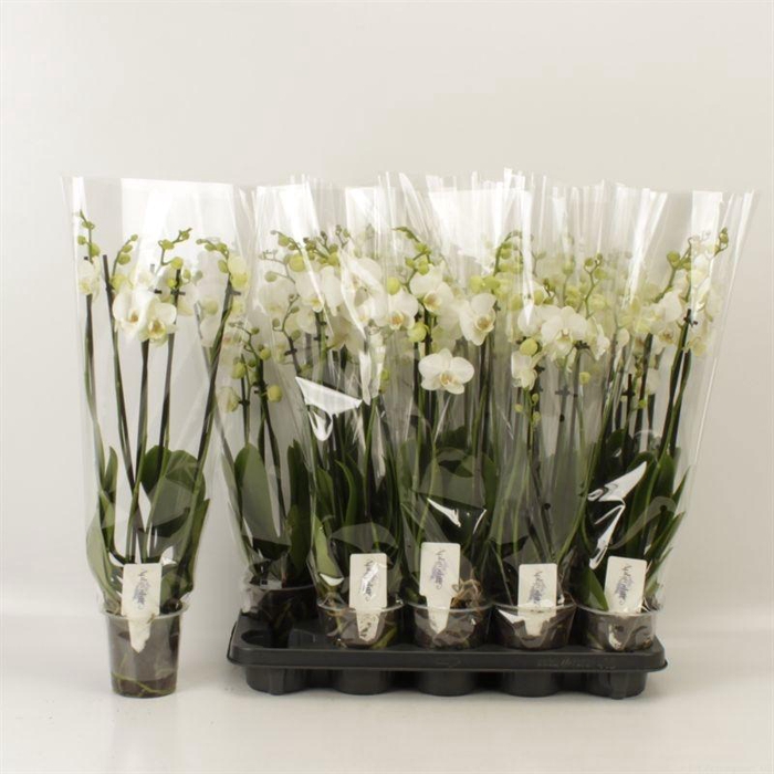 <h4>PHAL OV WIT</h4>