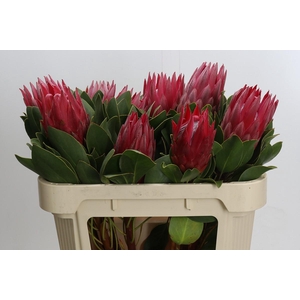 Protea Cynaroides Madiba