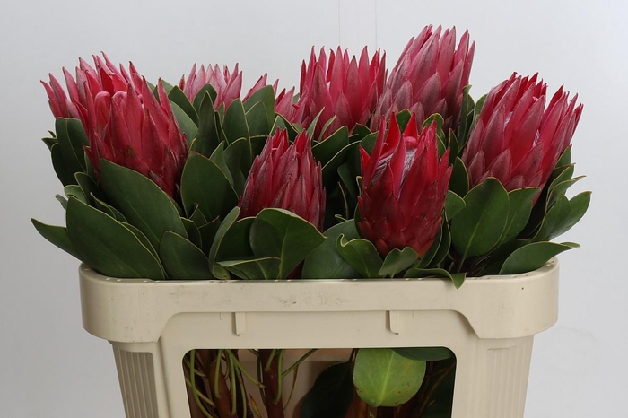 <h4>Protea Cynaroides Madiba</h4>