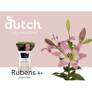 Li La Rubens 4+ Lily Master