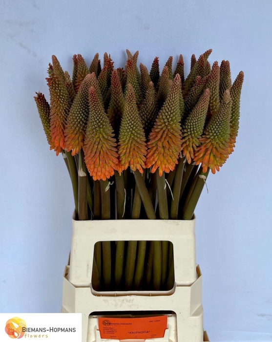 <h4>KNIP ALCAZAR</h4>