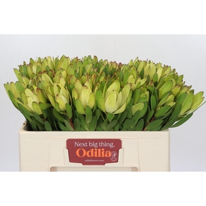 Leucadendron Goldstrike