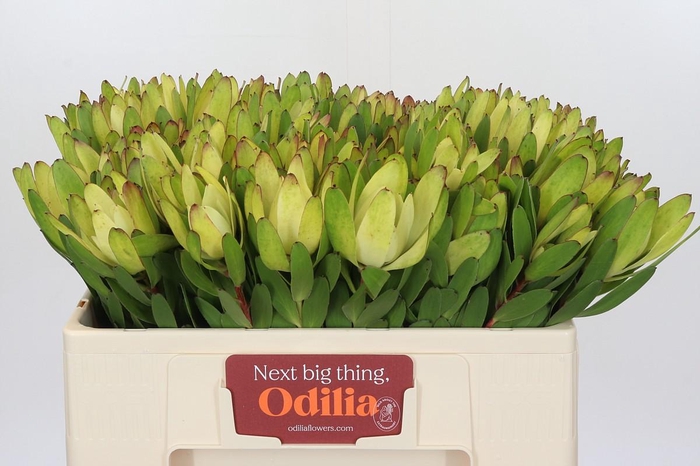 <h4>Leucadendron Goldstrike</h4>