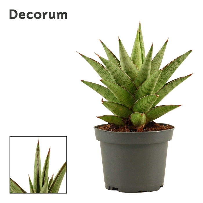 <h4>Sansevieria Jewel crown 9 cm (Decorum)</h4>