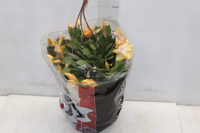 <h4>FLOR DE MAIO C21</h4>