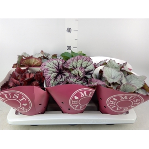 Begonia BD 'Beleaf'   ...mix