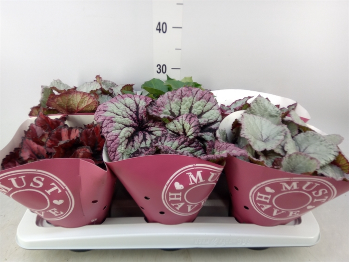 <h4>Begonia BD 'Beleaf'   ...mix</h4>
