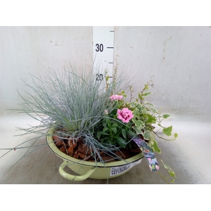 Arr.   Tuinplanten L%
