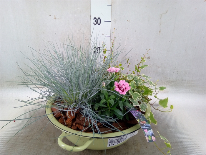 <h4>Arr.   Tuinplanten L%</h4>