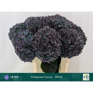 Hydr Pimpernel Classic 80 cm Vicini