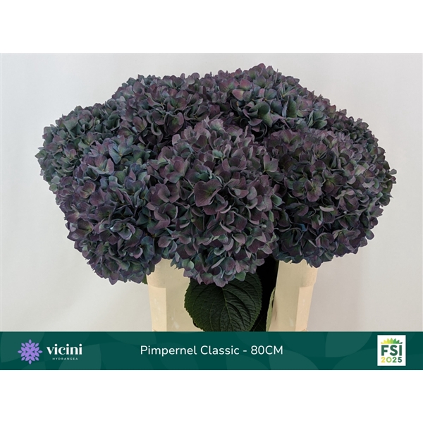 <h4>Hydr Pimpernel Classic 80 cm Vicini</h4>