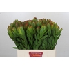 Leucadendron Goldstrike