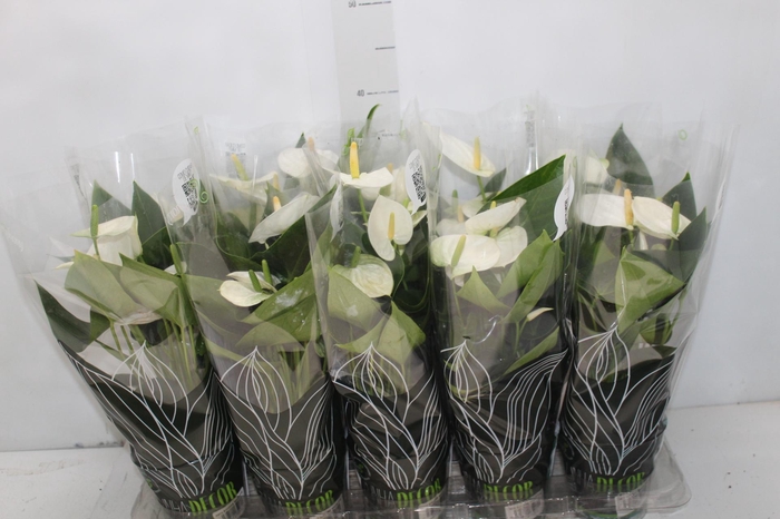 <h4>ANTHURIUM SUCCESS WHITE P12 BRANCO</h4>