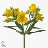 Alstroemeria lemon