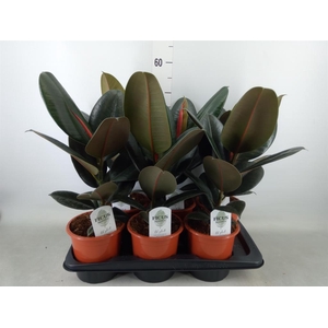 Ficus elastica 'Abidjan'