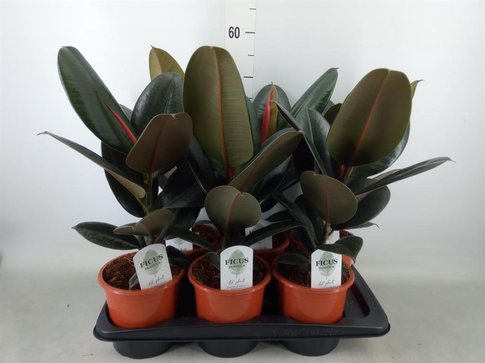 <h4>Ficus elastica 'Abidjan'</h4>
