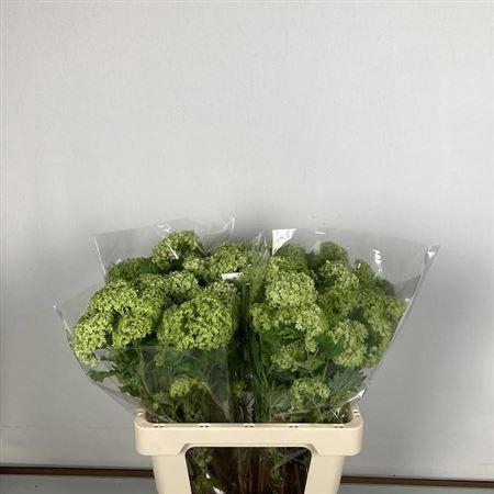 <h4>Viburnum Roseum St</h4>