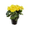 BEGONIA P15 AMARELO