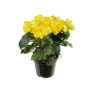 BEGONIA P15 AMARELO