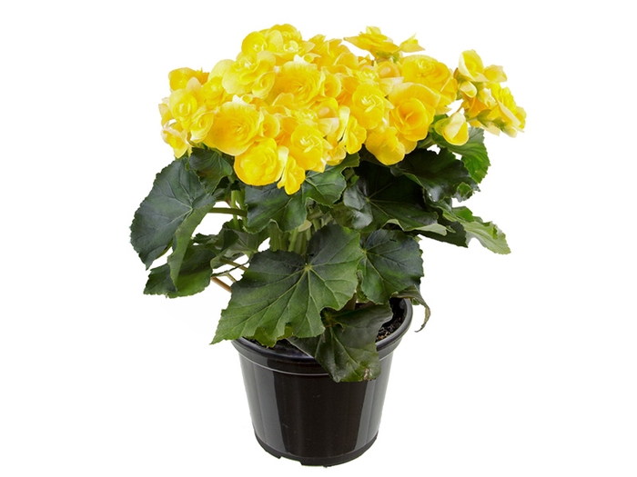 BEGONIA P15 AMARELO