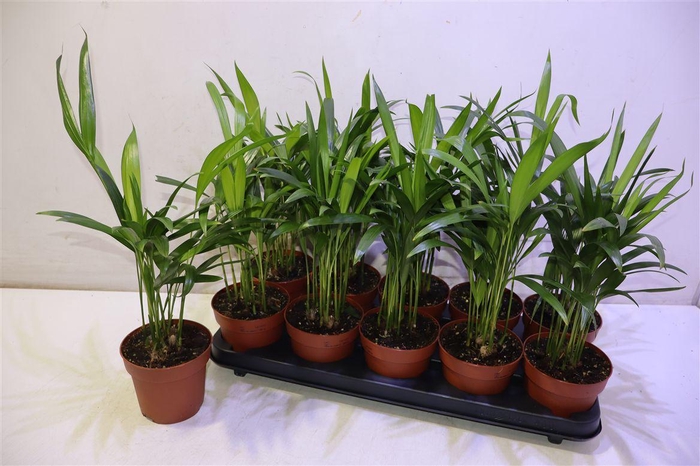 <h4>Dypsis Lutescens</h4>