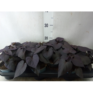 Ipomoea batatas 'Blackie'