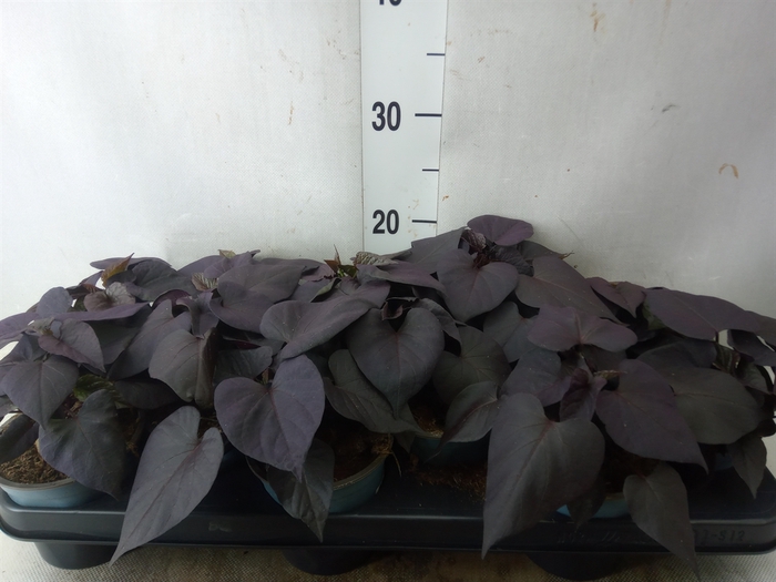 <h4>Ipomoea batatas 'Blackie'</h4>