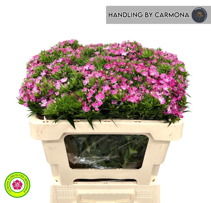 <h4>DI BARB AM ROSE</h4>