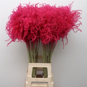 Dried Stipa Feather Cerise