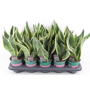 arr3 CP - Sansev superbia 410/10