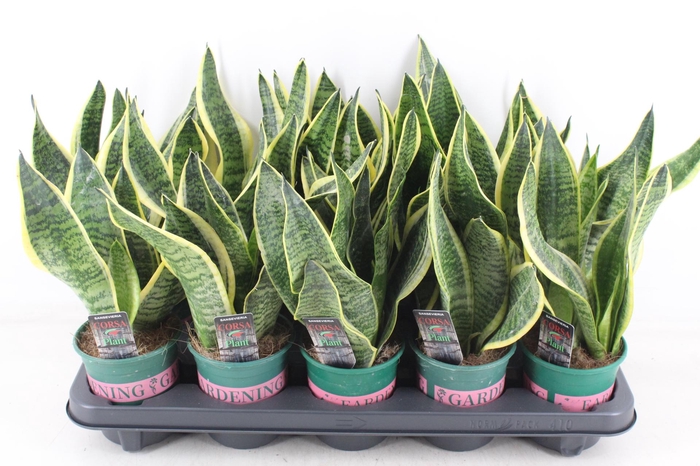 <h4>arr3 CP - Sansev superbia 410/10</h4>