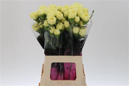 <h4>Di St Diletta Yellow</h4>