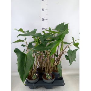 Alocasia zebrina 'Siberian Tiger'