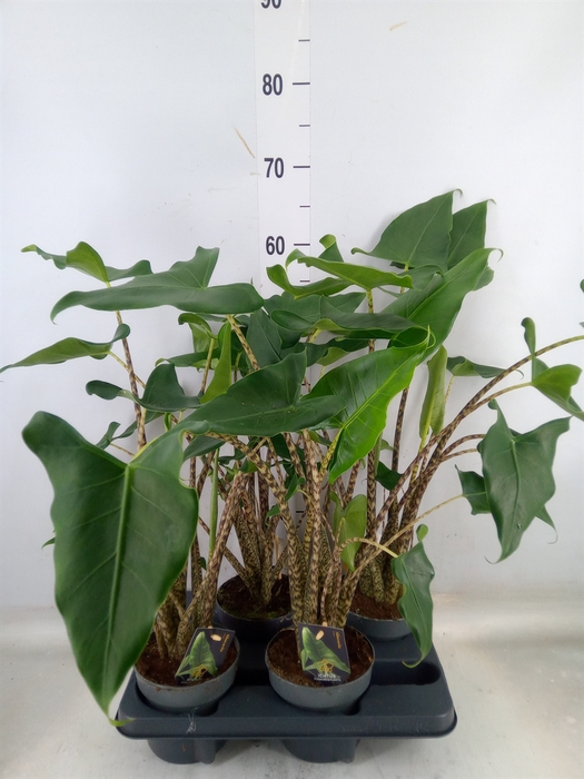 <h4>Alocasia zebrina 'Siberian Tiger'</h4>