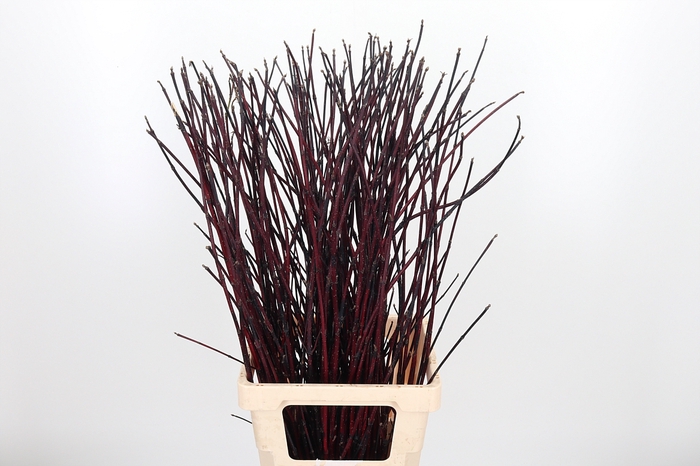 <h4>Cornus Alba Kesselri</h4>