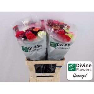 Dianthus ST   ...mix in bos