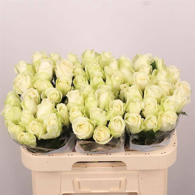 <h4>R GR SNOWSTORM+</h4>