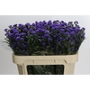 Aster Baby Parade