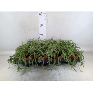 Rhipsalis baccifera subsp. horrida