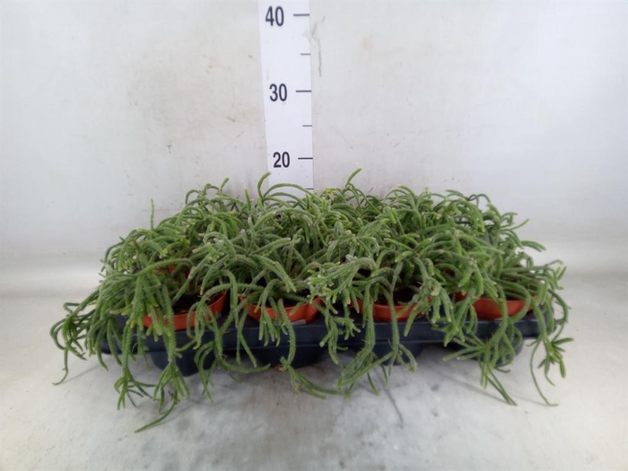 <h4>Rhipsalis baccifera subsp. horrida</h4>