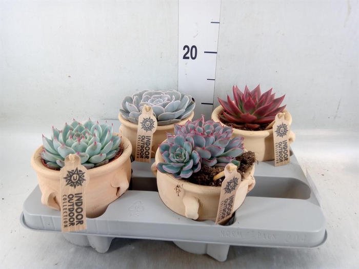 <h4>Echeveria ...mix</h4>