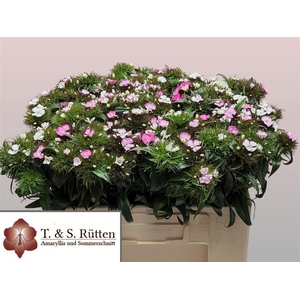 Di Barb B Pink White Bicolor
