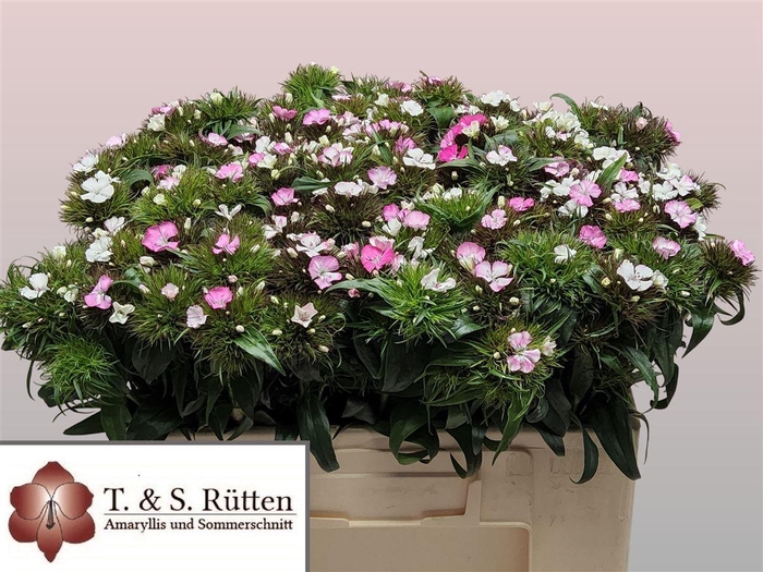 <h4>Di Barb B Pink White Bicolor</h4>