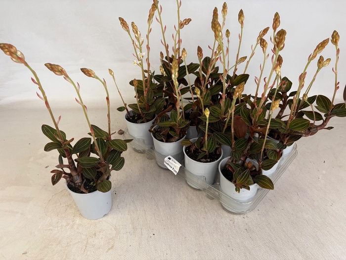 <h4>LUD DISCOLOR</h4>