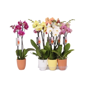 Phalaenopsis mix, 2-spike White, Yellow and Orange Ceramics