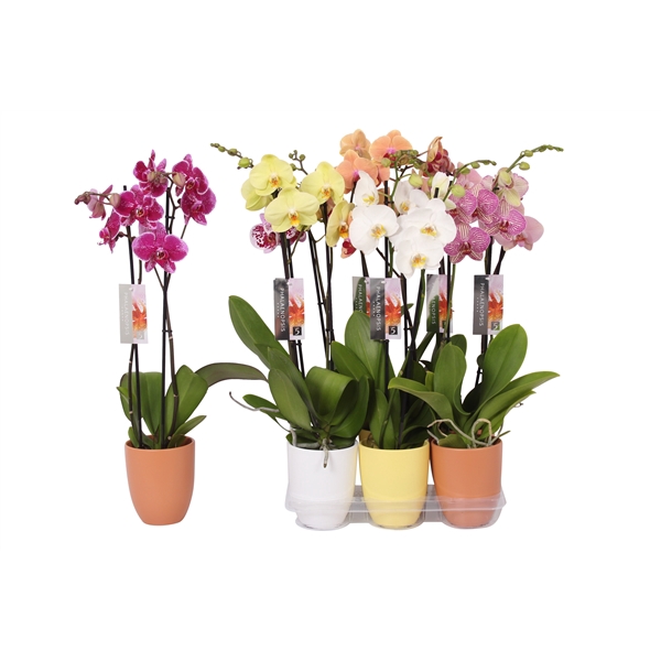 <h4>Phalaenopsis mix, 2-spike White, Yellow and Orange Ceramics</h4>