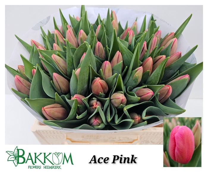 <h4>TU EN ACE PINK</h4>