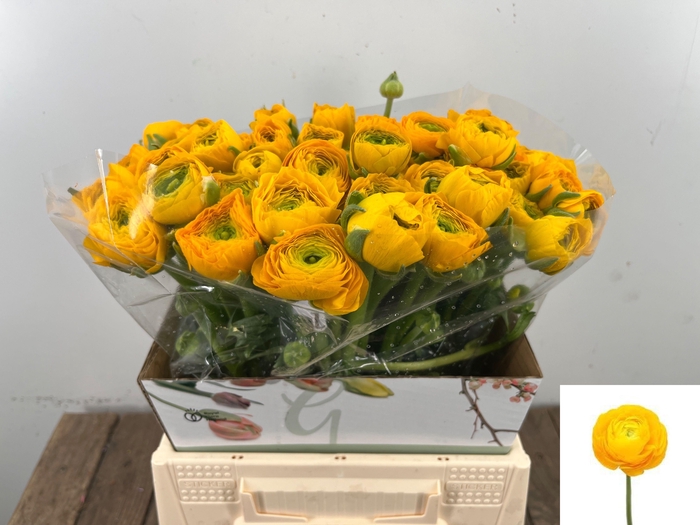 <h4>RAN EL YELLOW</h4>