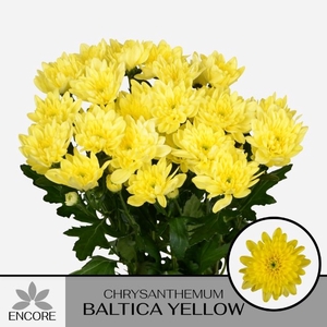 CHR T BALTICA YELLOW